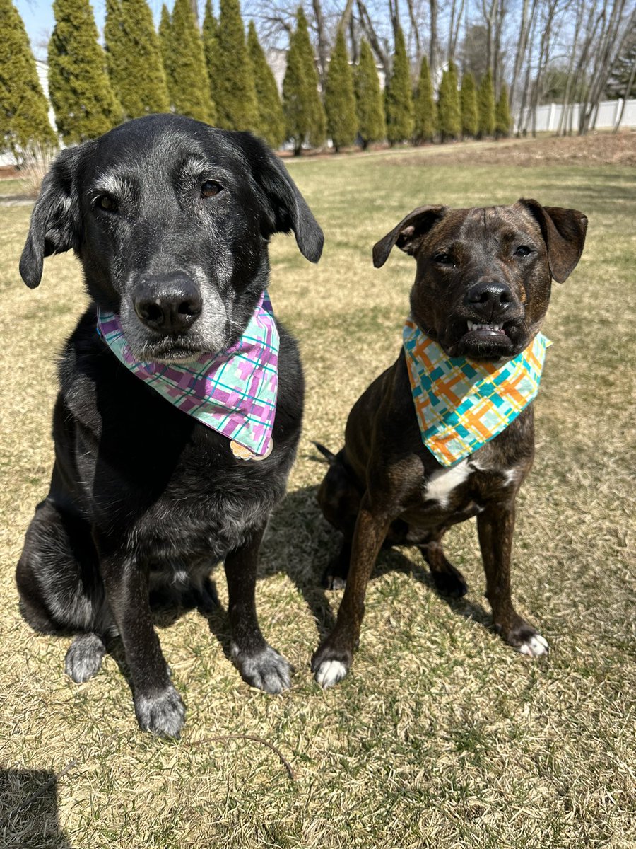 That Friday feeling! Enjoying the sunshine before the rain rolls in. 💜🧡#rosieandriley 

#FridayFeeling #sunshine #dogsoftwitter #dogtwitter #dogsontwitter #dogsarefamily #lovethem