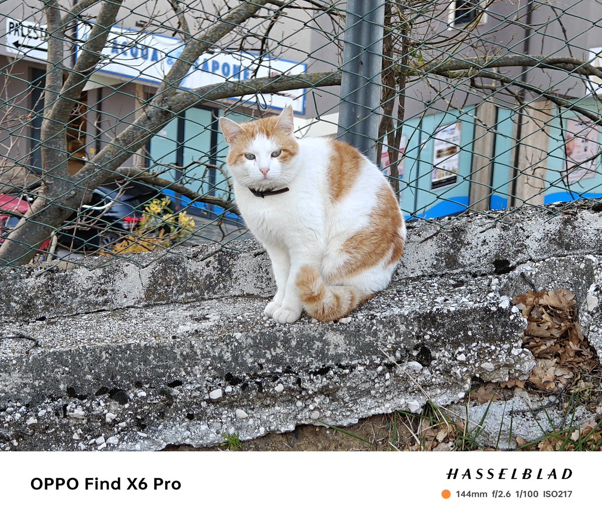 fabrizio_degni's tweet image. Yesterday I found a beautiful cat on the street (Jack don't be jealous 😄) and had just the time to test the #FindX6Pro and #Magic5Ultimate zoom... As you see maybe the sharping effect of the OPPO is a bit aggressive.
#OPPOFindX6Pro #oppofindz6 #cats #HonorMagic5Pro #AI