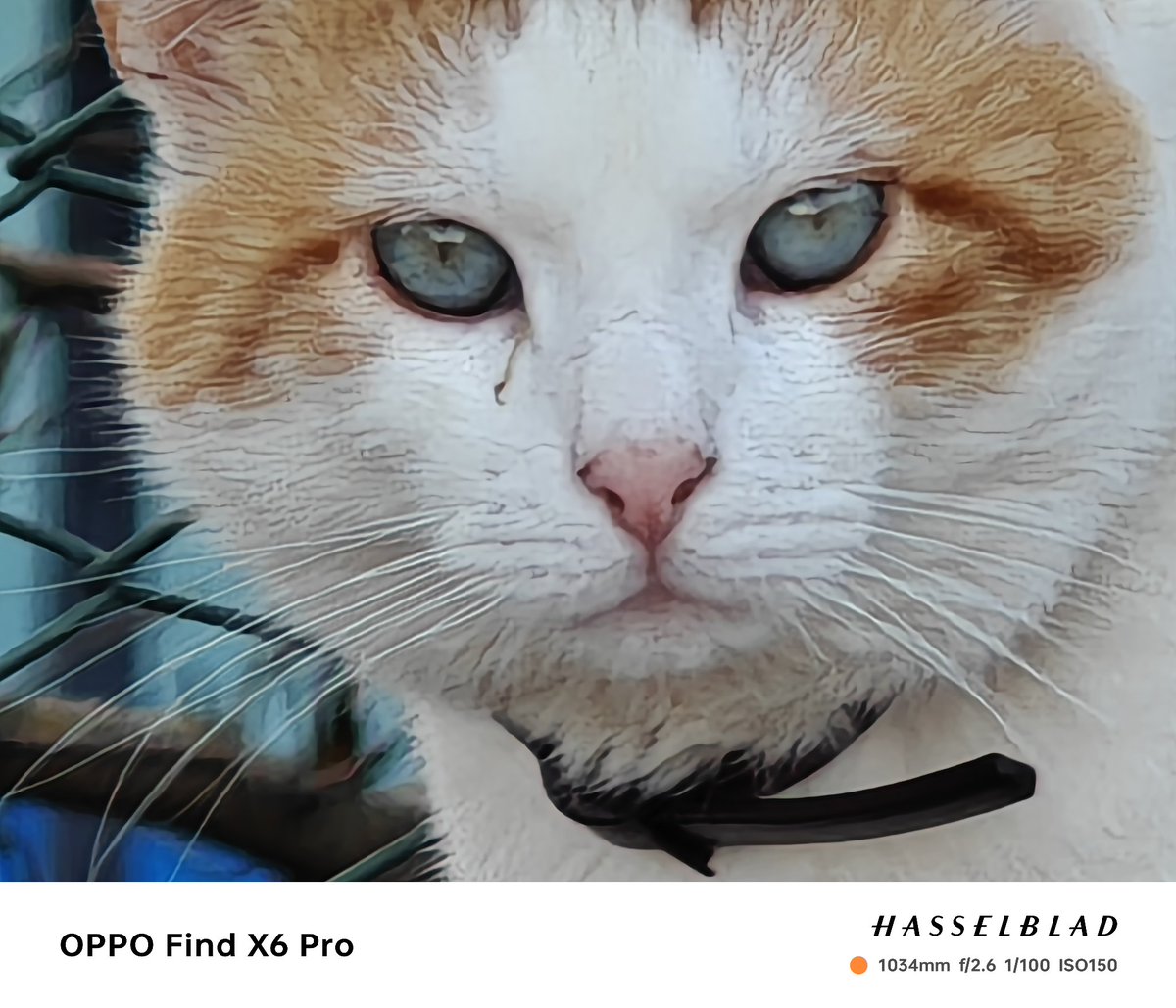 fabrizio_degni's tweet image. Yesterday I found a beautiful cat on the street (Jack don't be jealous 😄) and had just the time to test the #FindX6Pro and #Magic5Ultimate zoom... As you see maybe the sharping effect of the OPPO is a bit aggressive.
#OPPOFindX6Pro #oppofindz6 #cats #HonorMagic5Pro #AI