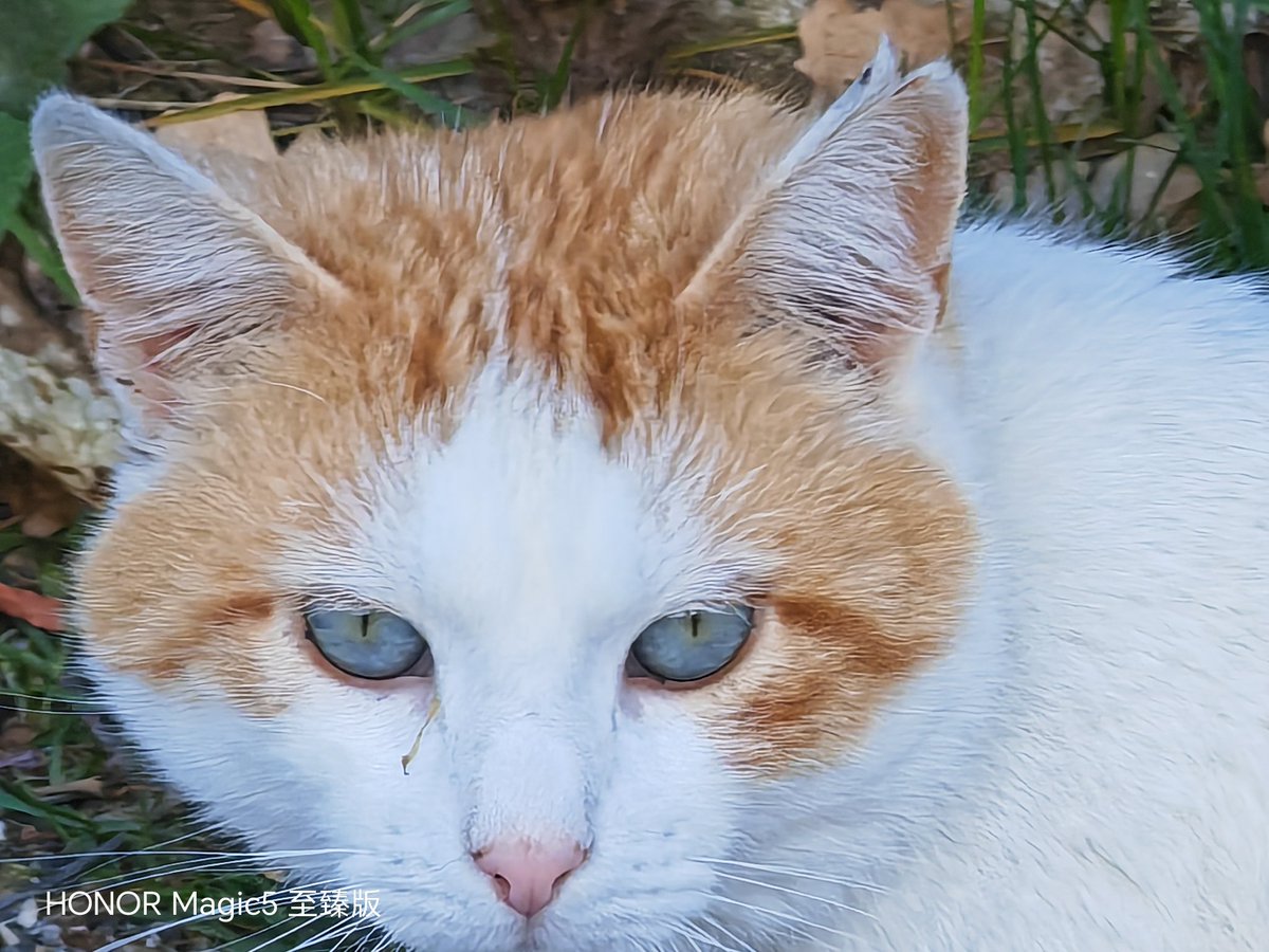 fabrizio_degni's tweet image. Yesterday I found a beautiful cat on the street (Jack don't be jealous 😄) and had just the time to test the #FindX6Pro and #Magic5Ultimate zoom... As you see maybe the sharping effect of the OPPO is a bit aggressive.
#OPPOFindX6Pro #oppofindz6 #cats #HonorMagic5Pro #AI