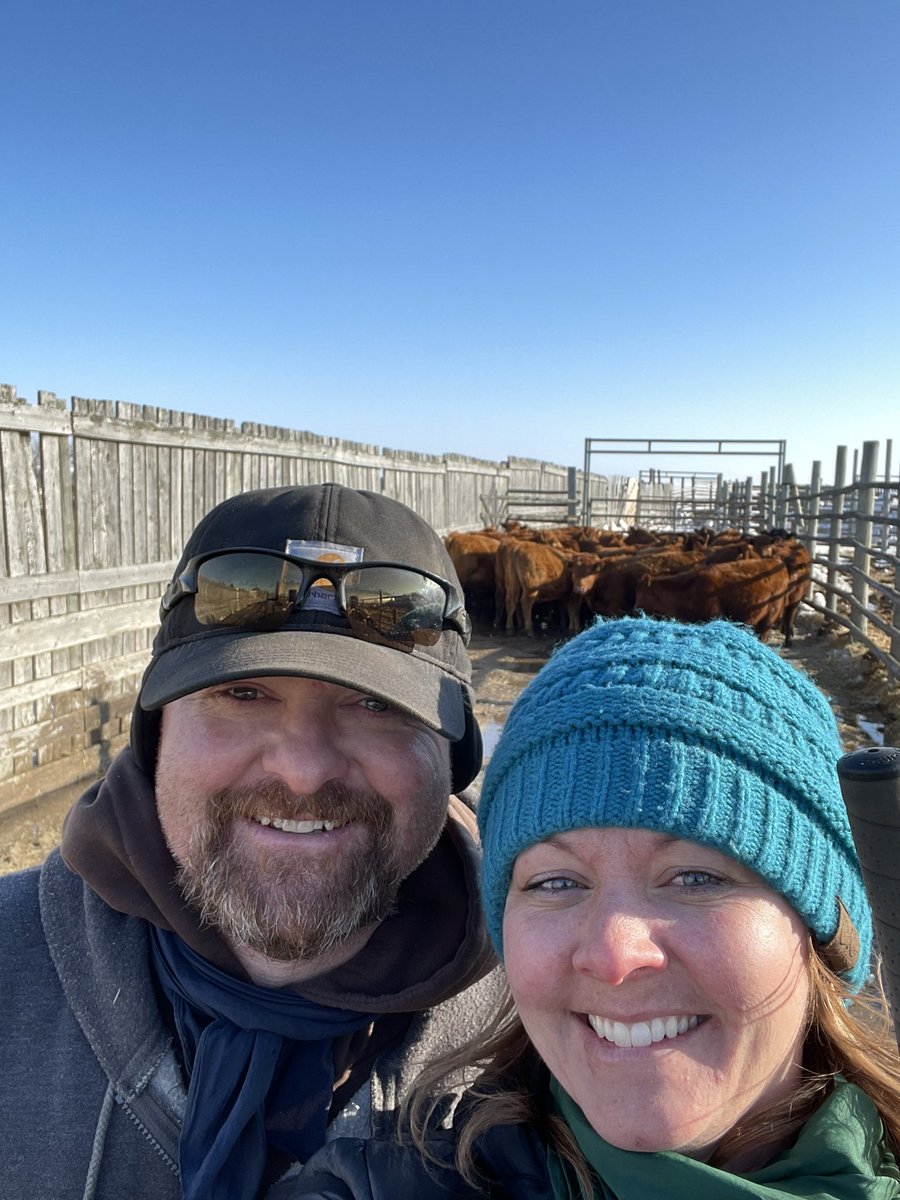 k_leshures's tweet photo. Fortunately this picture was taken before had to yell at her for being in the wrong spot. Heifers sorted and only that one time words were exchanged. Every time we counted we got the same number and she didn’t leave the pen swearing at me. Huge W when sorting with the wife https://t.co/W7zTeid5Ph