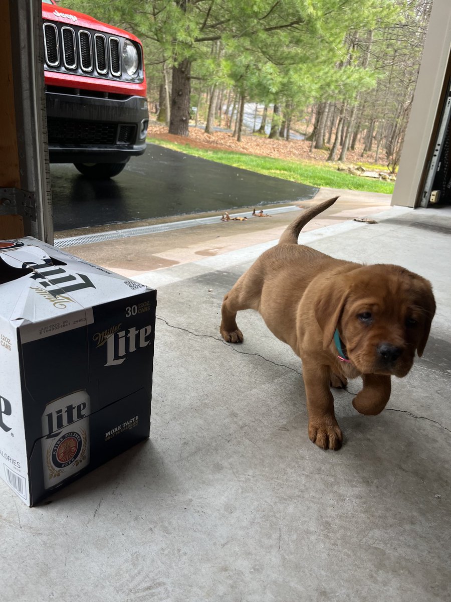 Welcome home RUBY🤘🏻❤️<a href="/HannaDurff/">Hanna Durff</a> she likes the Miller Lites too 😜