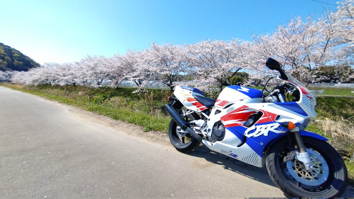 sc28rider's tweet photo. 朝イチ、近所の桜スポットへ
今が満開です。
#CBR900RR
#Fireblade
#竜泉寺川の桜並木 https://t.co/JNUxFbB0aw