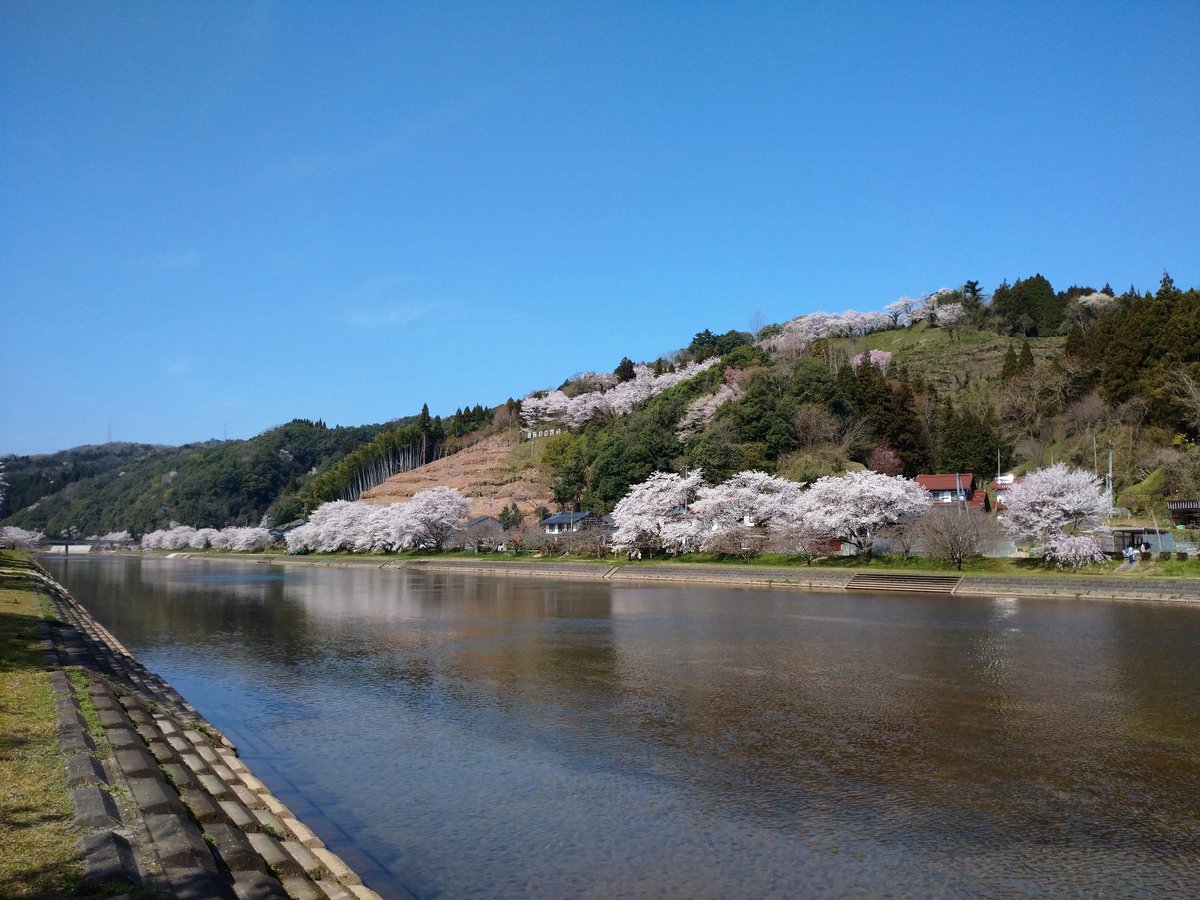 Lot415's tweet image. 島根県雲南市三刀屋町の桜見物をしています。#桜 #花