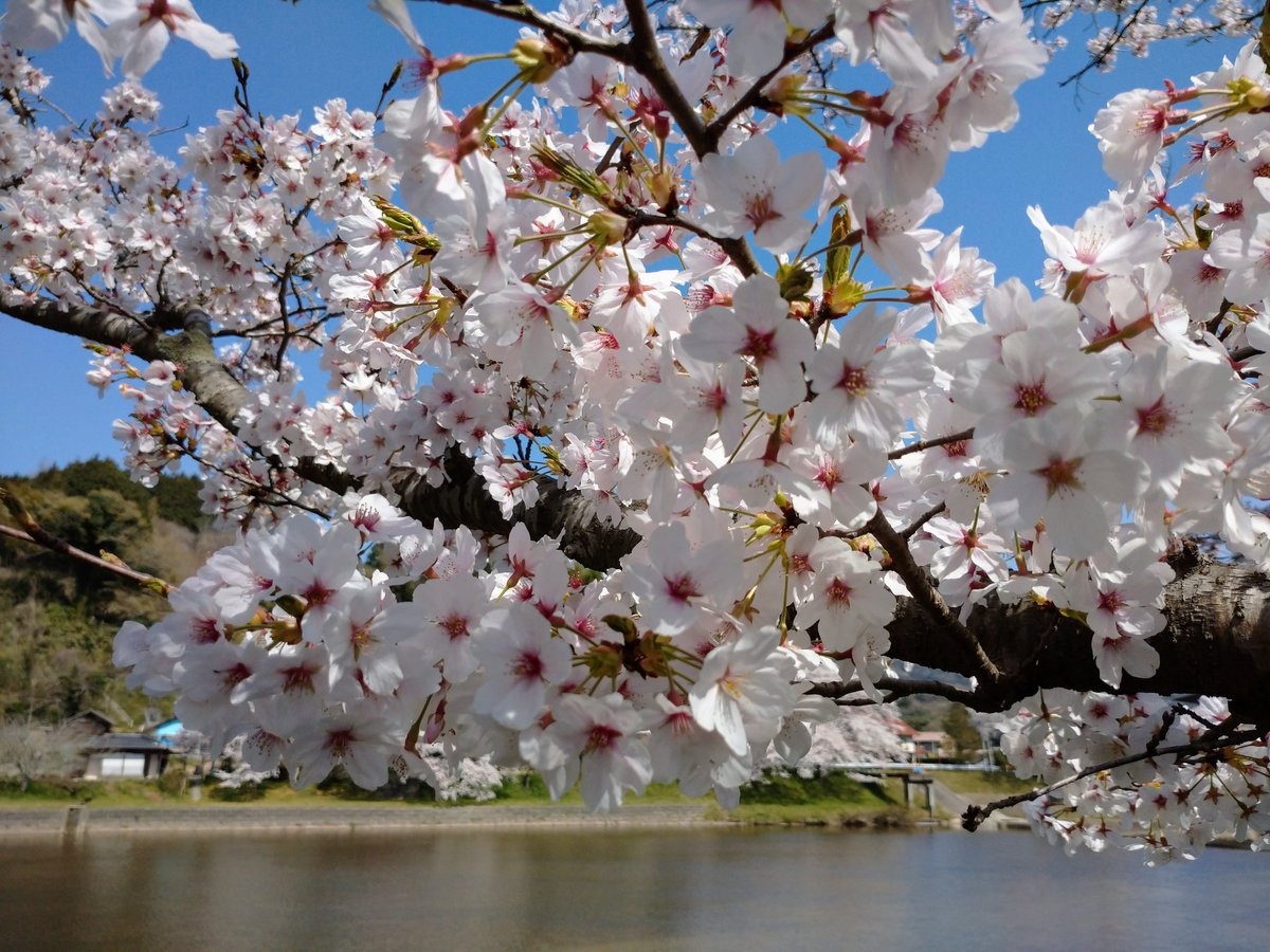 Lot415's tweet image. 島根県雲南市三刀屋町の桜見物をしています。#桜 #花