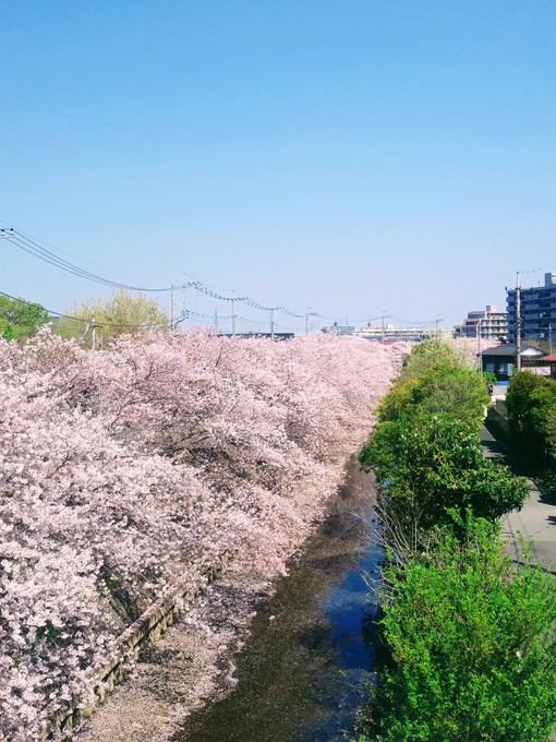 朝んぽ 