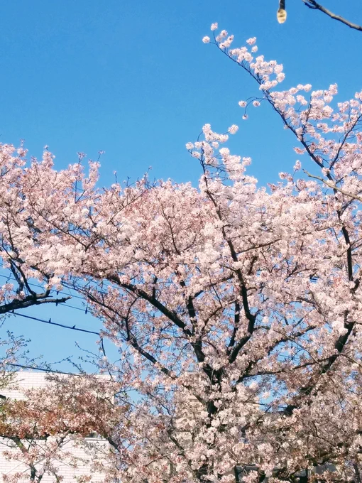 朝んぽ 
