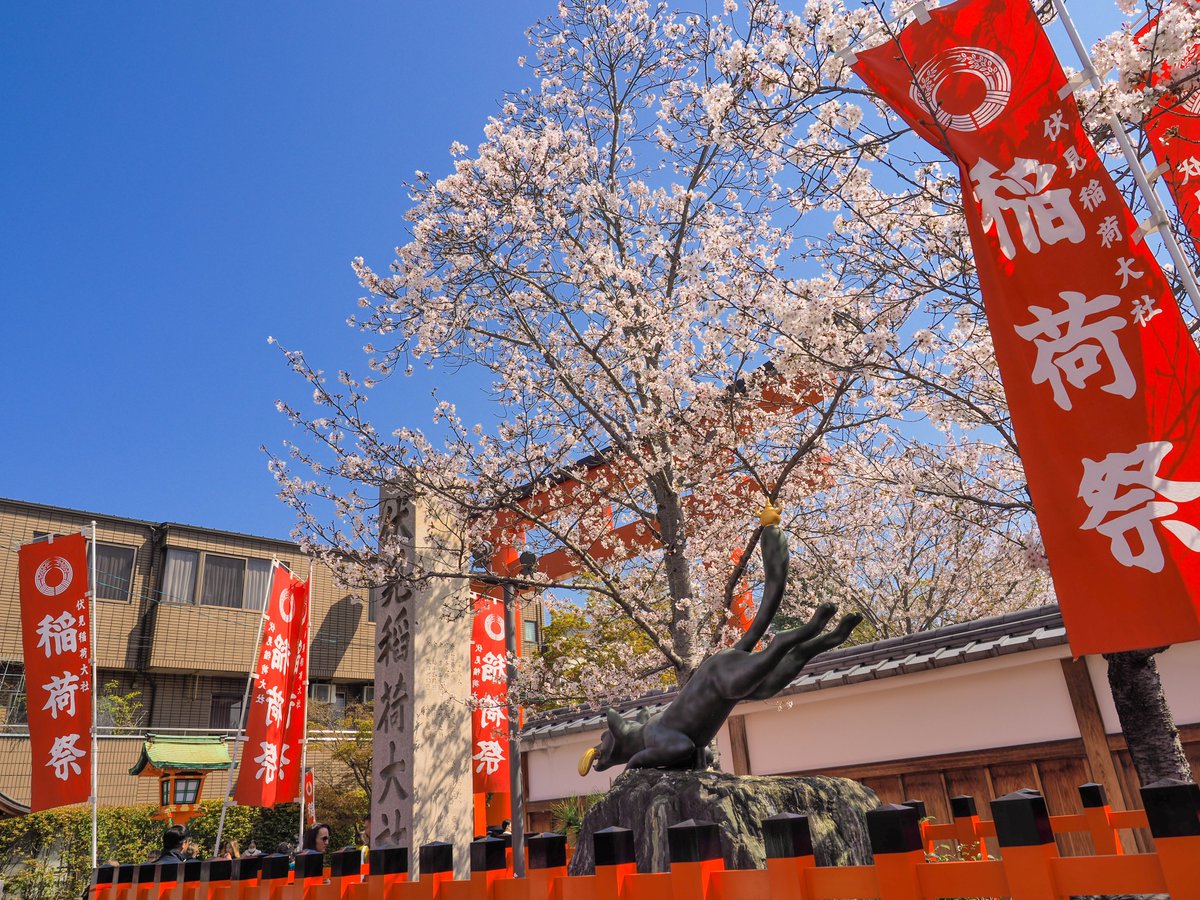 「新年度初日の伏見稲荷とても良い天気で桜が綺麗 」|Wasavi //蓮THE子のイラスト