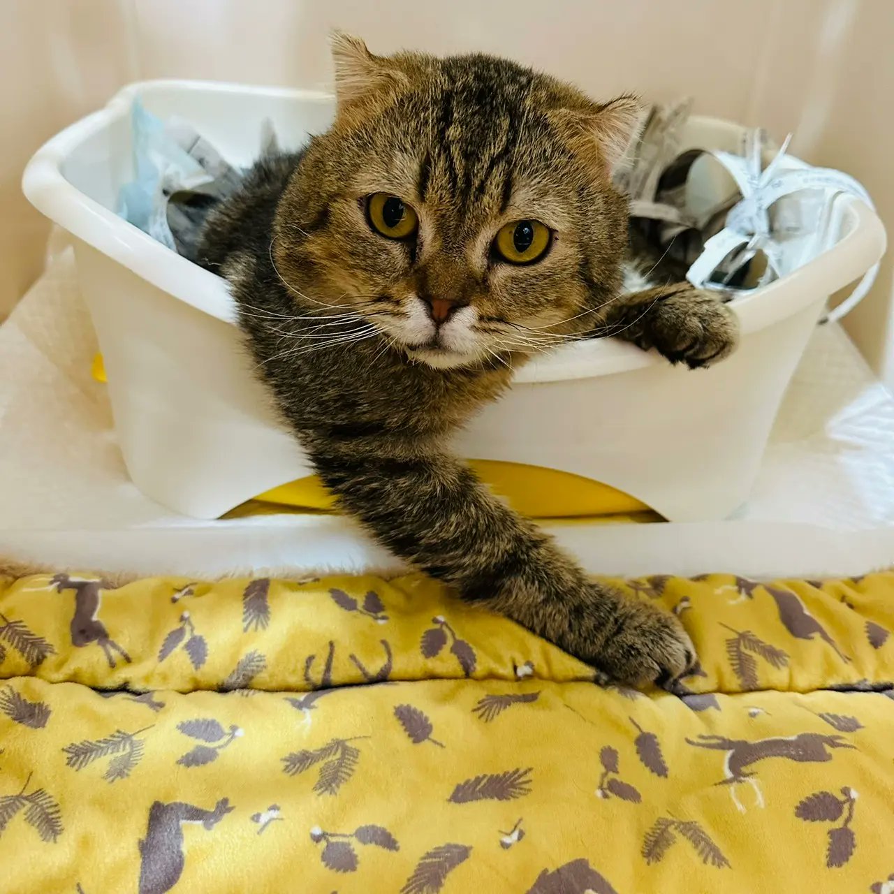 絵画。原画手描き【雪が降る冬、かわいい犬と猫の楽しい写真記念】 絵画。原画手描き【雪が降る冬、かわいい犬と猫の楽しい写真記念】