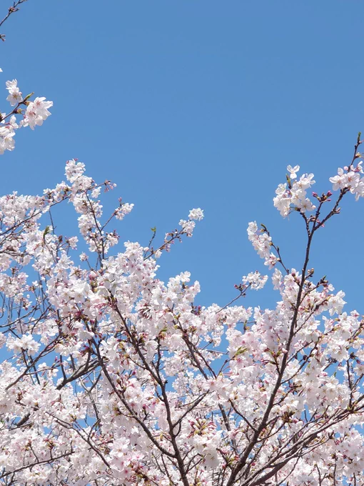 お花見日和ですなあ。 