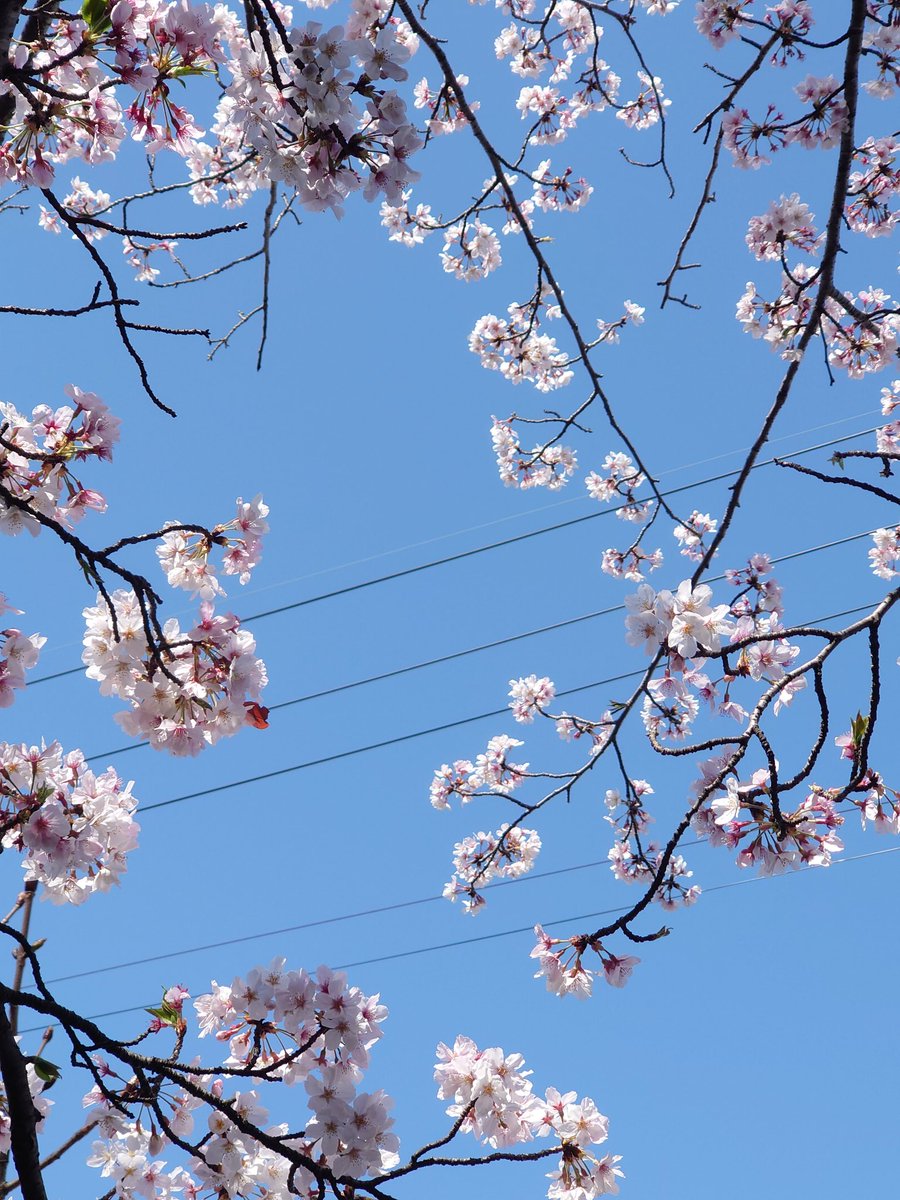 お花見日和ですなあ。 