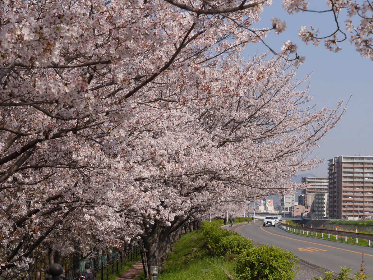 t_namba's tweet photo. まだまだ桜が綺麗です。枚方、天の川の桜。
#枚方 #天の川 #XT660R #YAMAHAが美しい #バイク乗りと繋がりたい https://t.co/xNMPVywW85