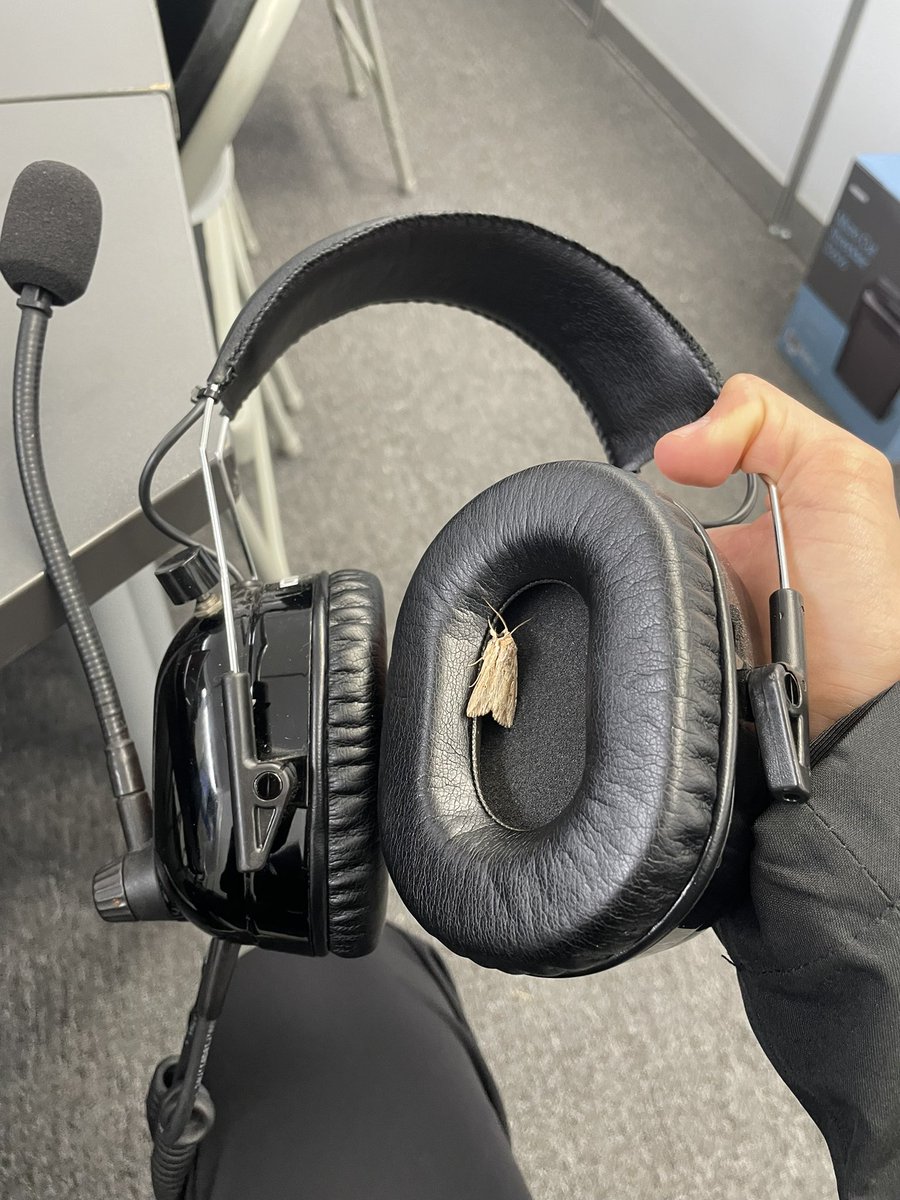 PiFitti's tweet photo. I put my headset on and felt something tickling my ear 😭😭 I knew Australia had some critters but come on.. not in my ear 😂😂 https://t.co/CUePXx7qel