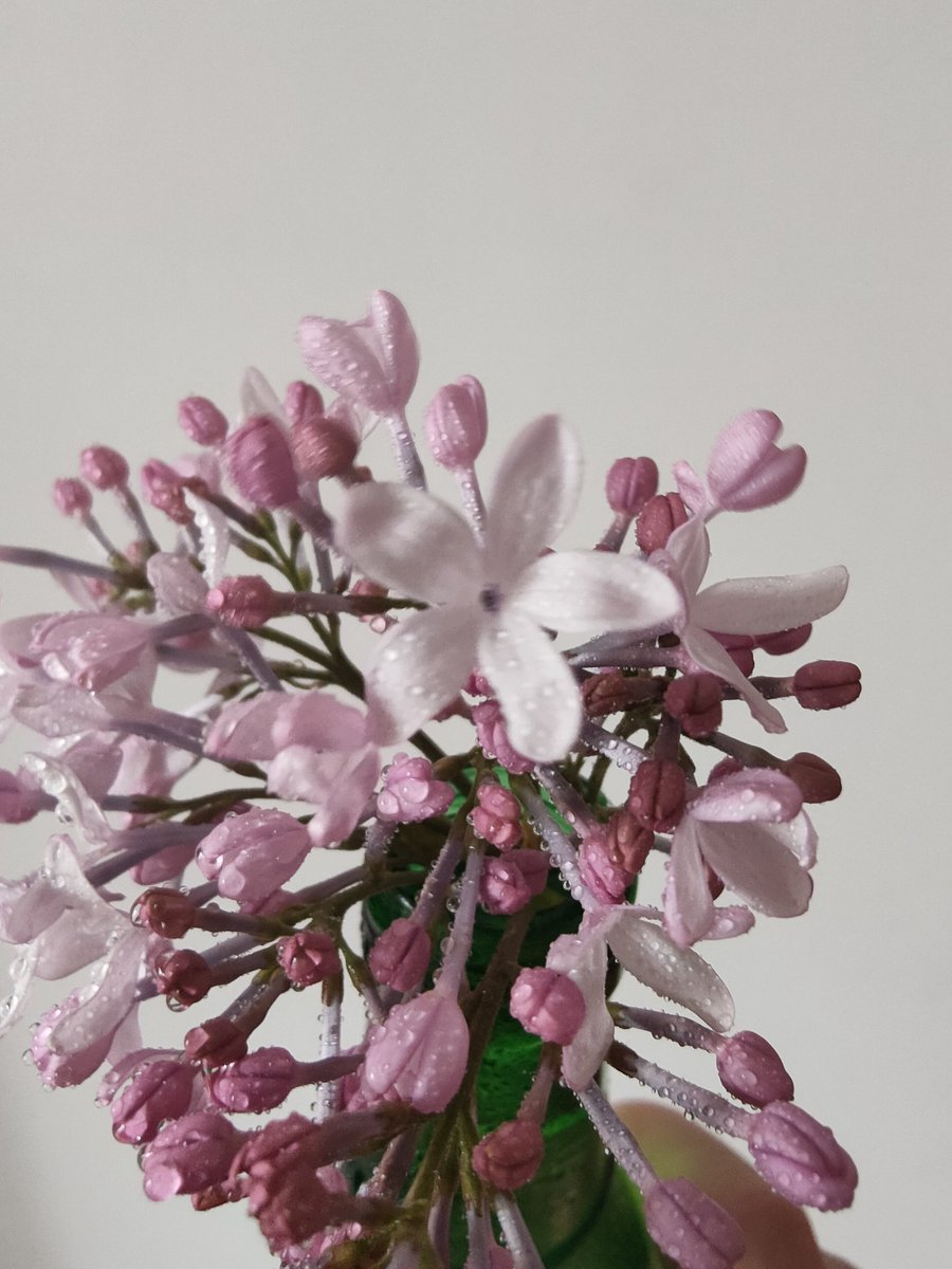 William85126051's tweet photo. Do you know how many cloves are there?
 This is a special lilac. Look for it. https://t.co/mcn3DDv74H