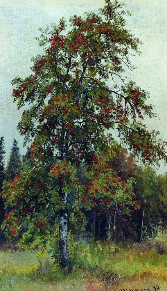russianartbot's tweet photo. Rowan, 1892 #ivanshishkin #realism https://t.co/iTVnjnsnfj https://t.co/z5PbWnFG98