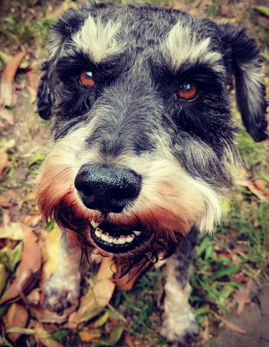 trashyhonky's tweet photo. A year ago today we said goodbye to my best mate, my adventure buddy, my everything

Every day I still miss you so much @jackfsheedy and I wish you were here with me now 💙💔 https://t.co/FlNskADmg2