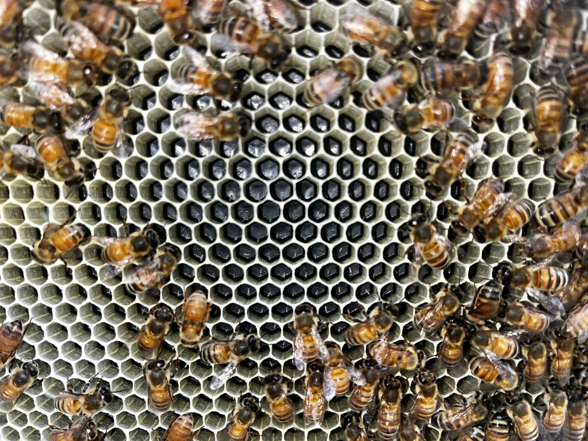 CentralFLBees's tweet image. 4 Days Post Package Install!! 

#italianhoneybees #packagebees #honey #honeybees #bees