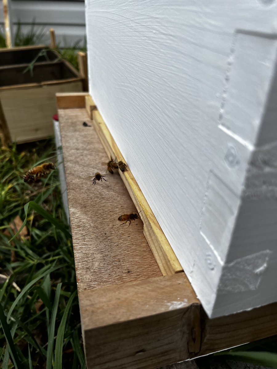 CentralFLBees's tweet image. 4 Days Post Package Install!! 

#italianhoneybees #packagebees #honey #honeybees #bees