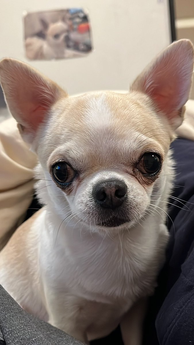 chikkun0522's tweet photo. 今日から4月に驚きを隠せないちくわ

今月も立派な眉毛です https://t.co/LfXNkH2EhE