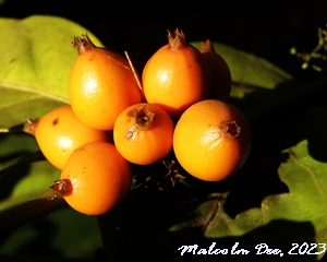 Now published, IndigeNews - Witkoppen Wildflower Nursery's Newsletter - mailchi.mp/webmail/indige…