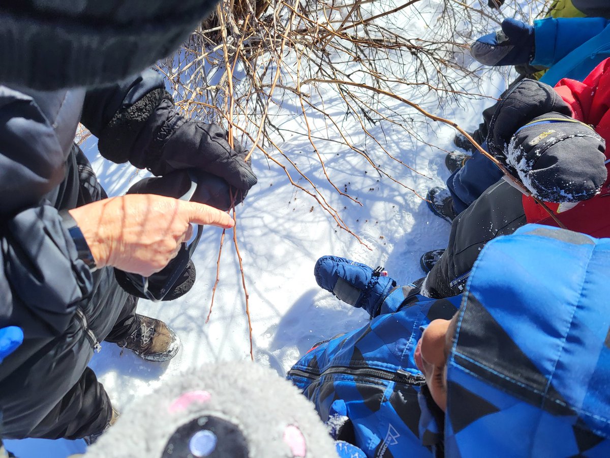 misssammantha's tweet photo. Yesterday's visit to the park gave us so many wonderful gifts from nature. #ocsbOutdoors #ocsbDL #ocsbJoy #WhenWillSpringArrive?
@StEmilyOCSB @thebearskinder https://t.co/8IRnDwrNND