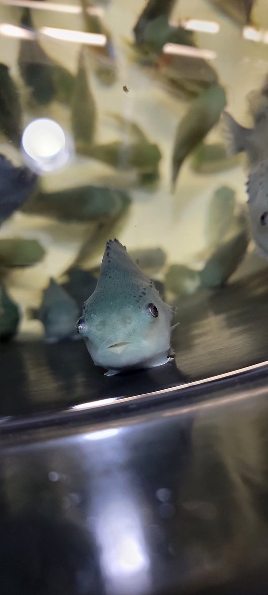 Marc Merhebi tweet media