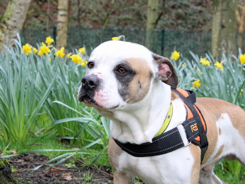 Animal Adoptions UK 🐕‍🦺🐈🐎❤️ tweet media