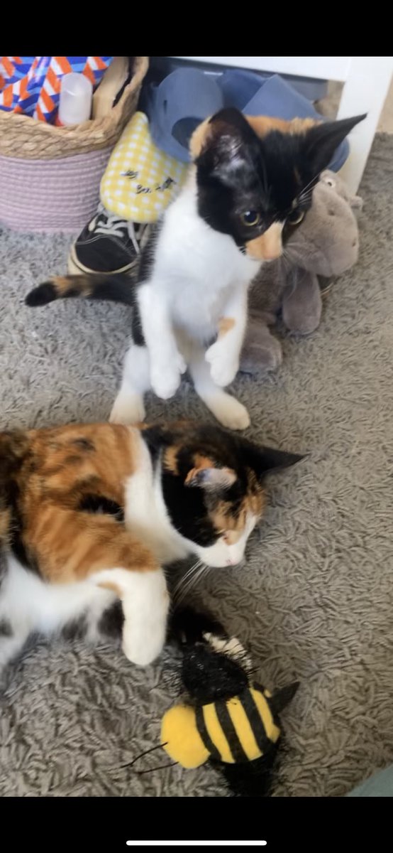 Bumble_Beaaa's tweet photo. @poorlycatdraw this silly bean would be honoured https://t.co/GSNMYDiJJv