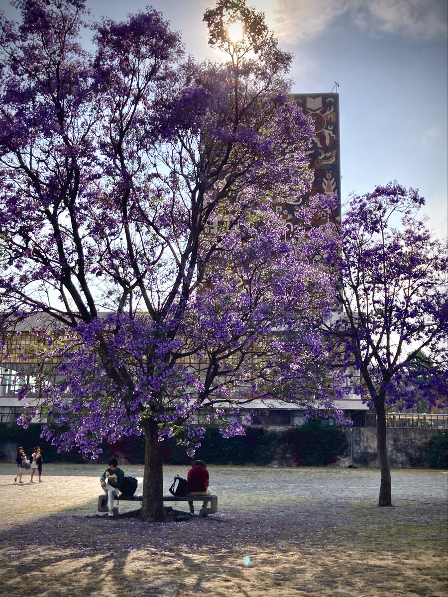UNAM_MX's tweet photo. A la sombra de una #JacarandaUNAM 💜. ¿Has disfrutado de tardes como la de nuestra #FotoDelDíaCU? https://t.co/7Bbi9WUXfE