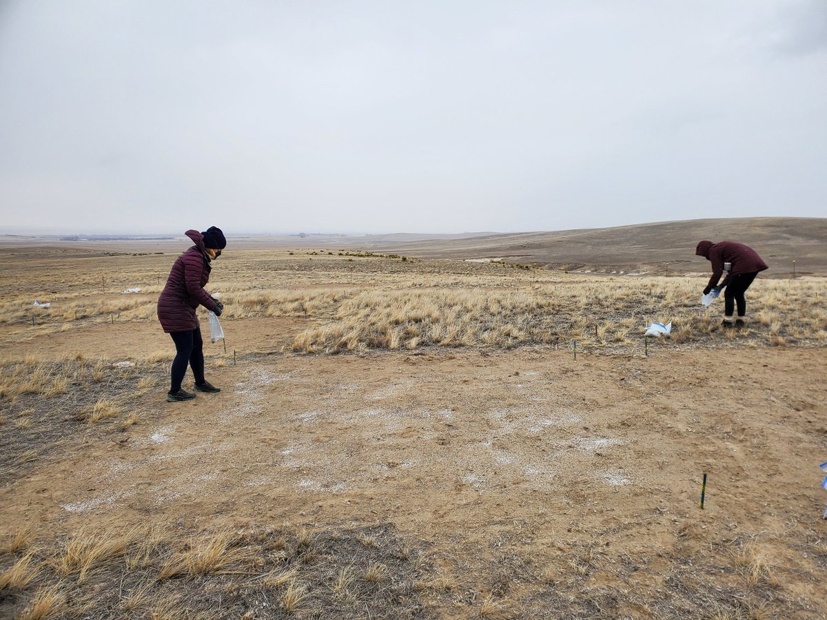 Fun (but freezing 🥶) fertilizer fieldwork Friday at our UWYO @DragnetGlobal site. Thanks Katie and @LG_Shoemaker!