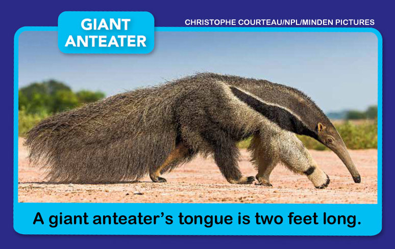 9 Fascinating Anteater Facts