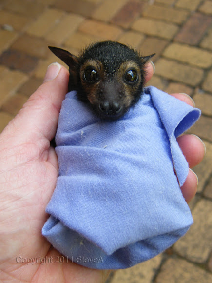 BatsDaily's tweet photo. WHO WANTS A MF'IN BURRITO????? 🌯🦇 https://t.co/fJXdMotKY3
