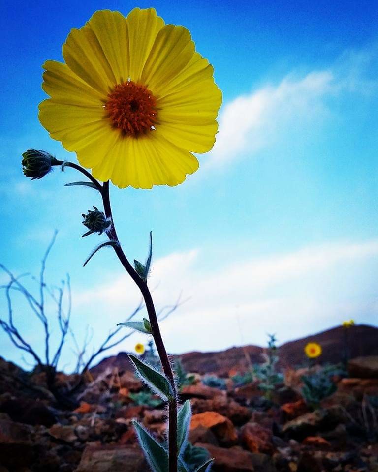 onebager's tweet photo. One of my favorites from a winter trip to Death Valley. 🛍️ #travel #onebagger #travelgear src: https://t.co/o6xIujT0rY https://t.co/JX8YbxcZPt