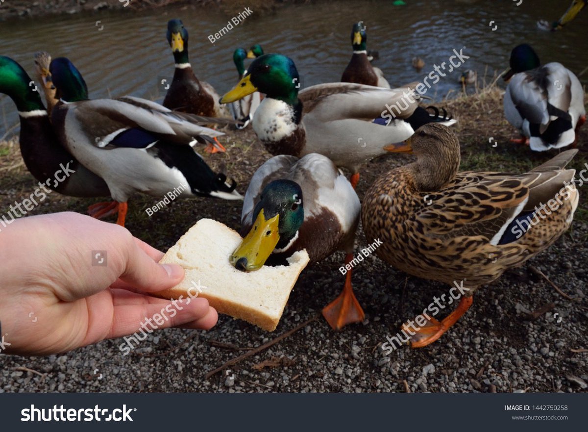 QuenchDTD's tweet photo. @MadisonMallards The Bread Box https://t.co/JV4fI2RjBV