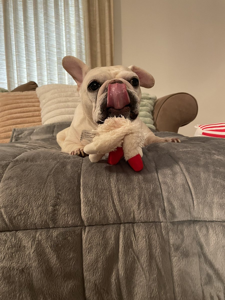 Nolliewog's tweet photo. mlem https://t.co/yv1w25NNcs