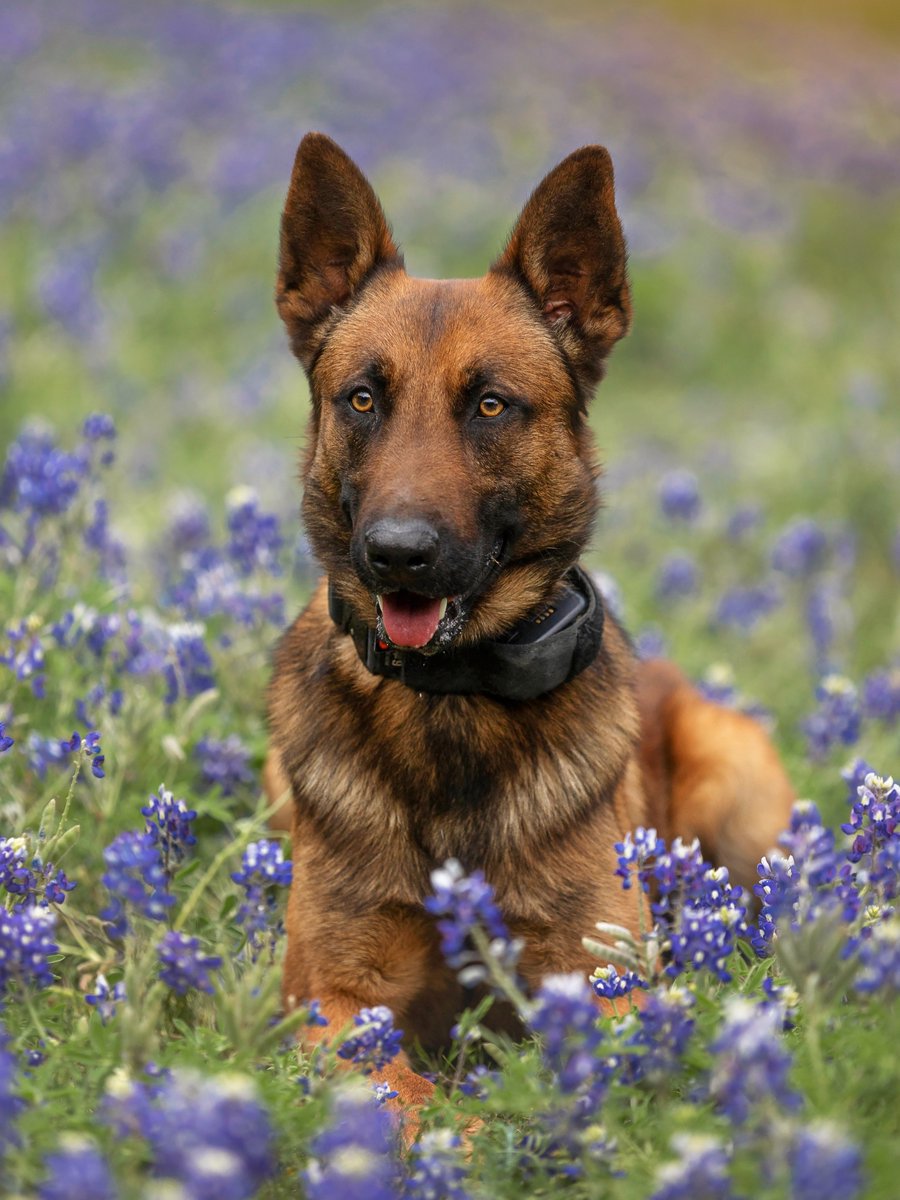 GeorgetownTXPD's tweet photo. Fellow police departments in the area are participating in the fun #BacktheBluebonnet challenge, so some of our officers jumped on board. We hope to see other City of Georgetown departments and other police departments nearby join us in showing off our beautiful State flower. https://t.co/0KpKzR9B5j