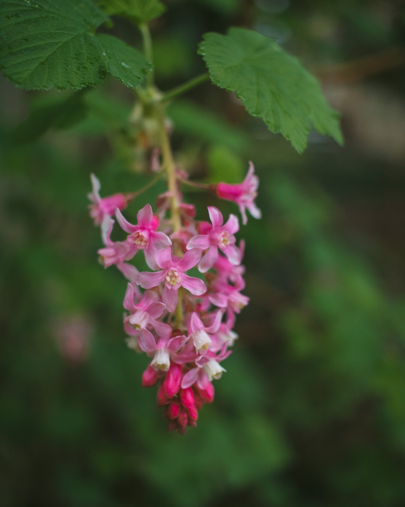 HardyPlantOR's tweet photo. Early blooming plants like ribes and arctostaphylos are a couple options to provide a food source for our local wildlife this time of year! These beautiful plants are just beginning to bloom in our gardens and natural spaces. https://t.co/3TQJqcP49V