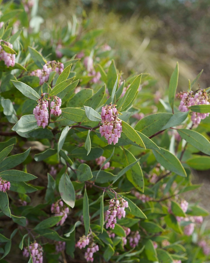 Early blooming plants like ribes and arctostaphylos are a couple options to provide a food source for our local wildlife this time of year! These beautiful plants are just beginning to bloom in our gardens and natural spaces.