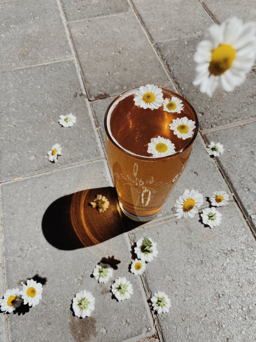 GreenwoodBrews's tweet photo. Introducing our latest brew, Daisy’s Cold IPA (7.0% ABV, 55 IBU’s)! Daisy is crisp, pure and cheerful from the first sip. Don’t be April Fooled by her high ABV, she’s super light and tasty! #womenowned #phoenixplaces #drinks #azhappyhour #phoenix #phoenixbeer #arizonacheck https://t.co/JrbUHUwln2