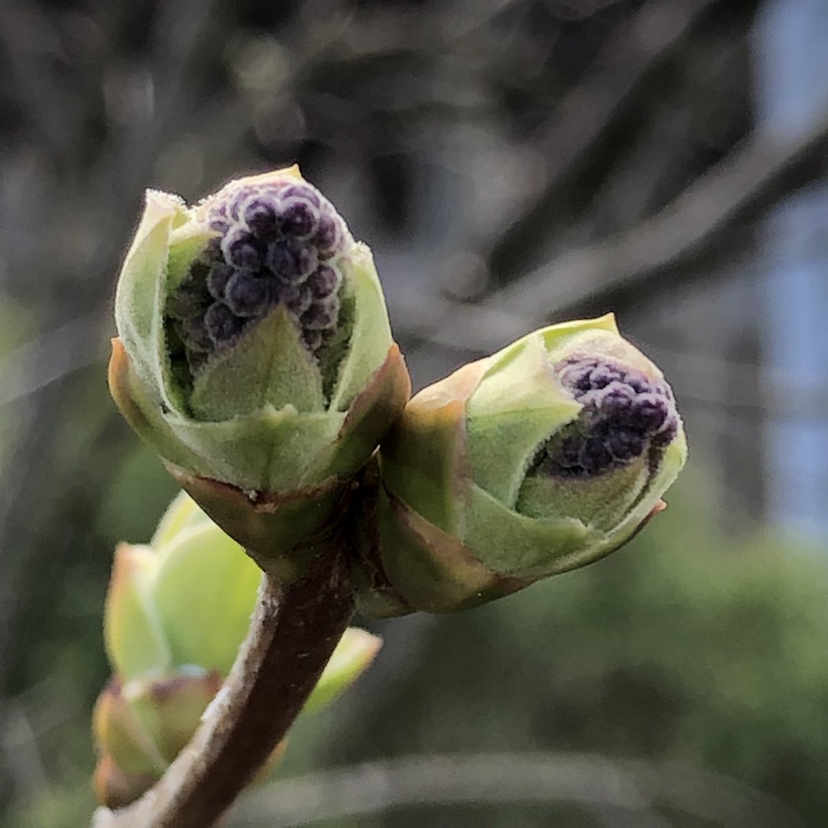 annglech's tweet photo. Can’t wait until these are full bloom and sweet smelling. #marchmacrochallenge https://t.co/oN1WF09GYe