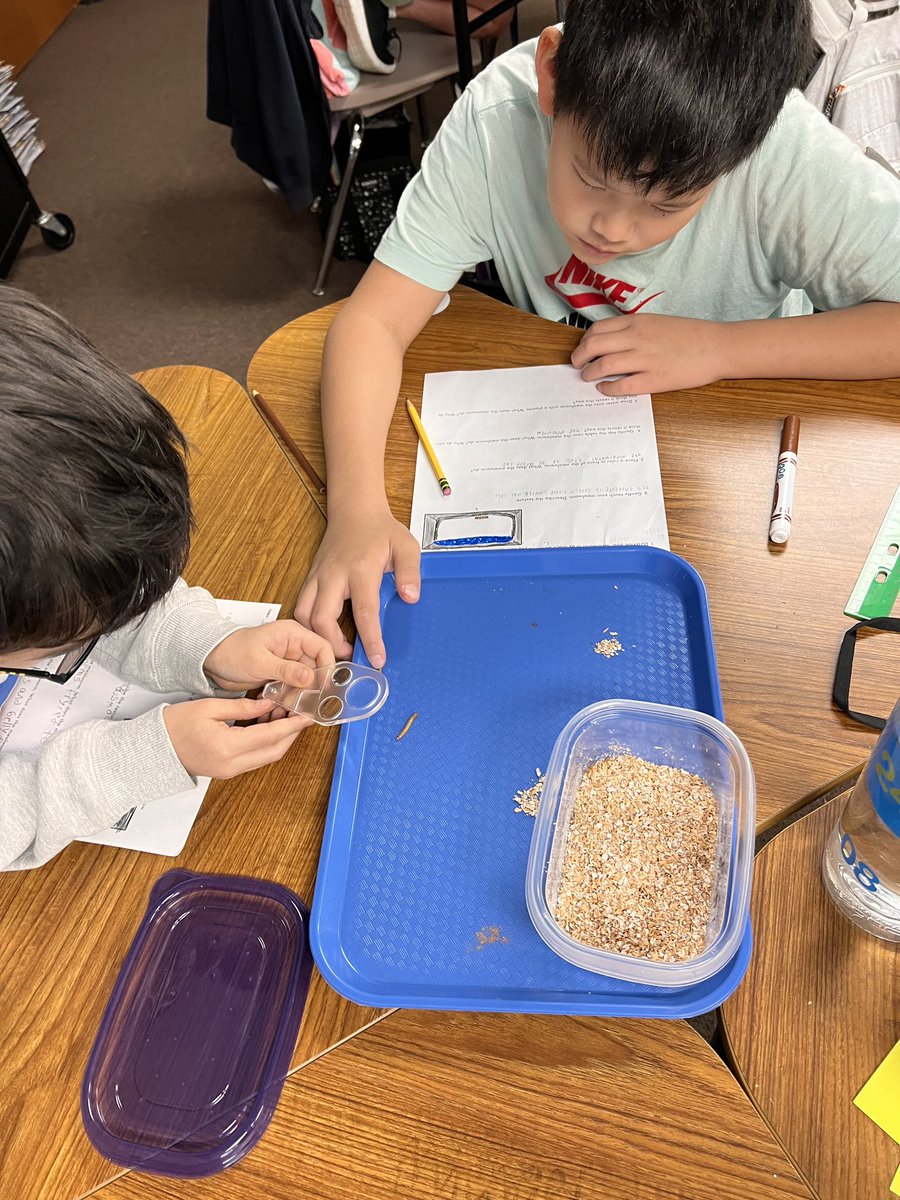 It was a fun and engaging day in 4th Grade Science.  Students set up habitats for their mealworms, observed them, and had great discussions.  #ACECubs