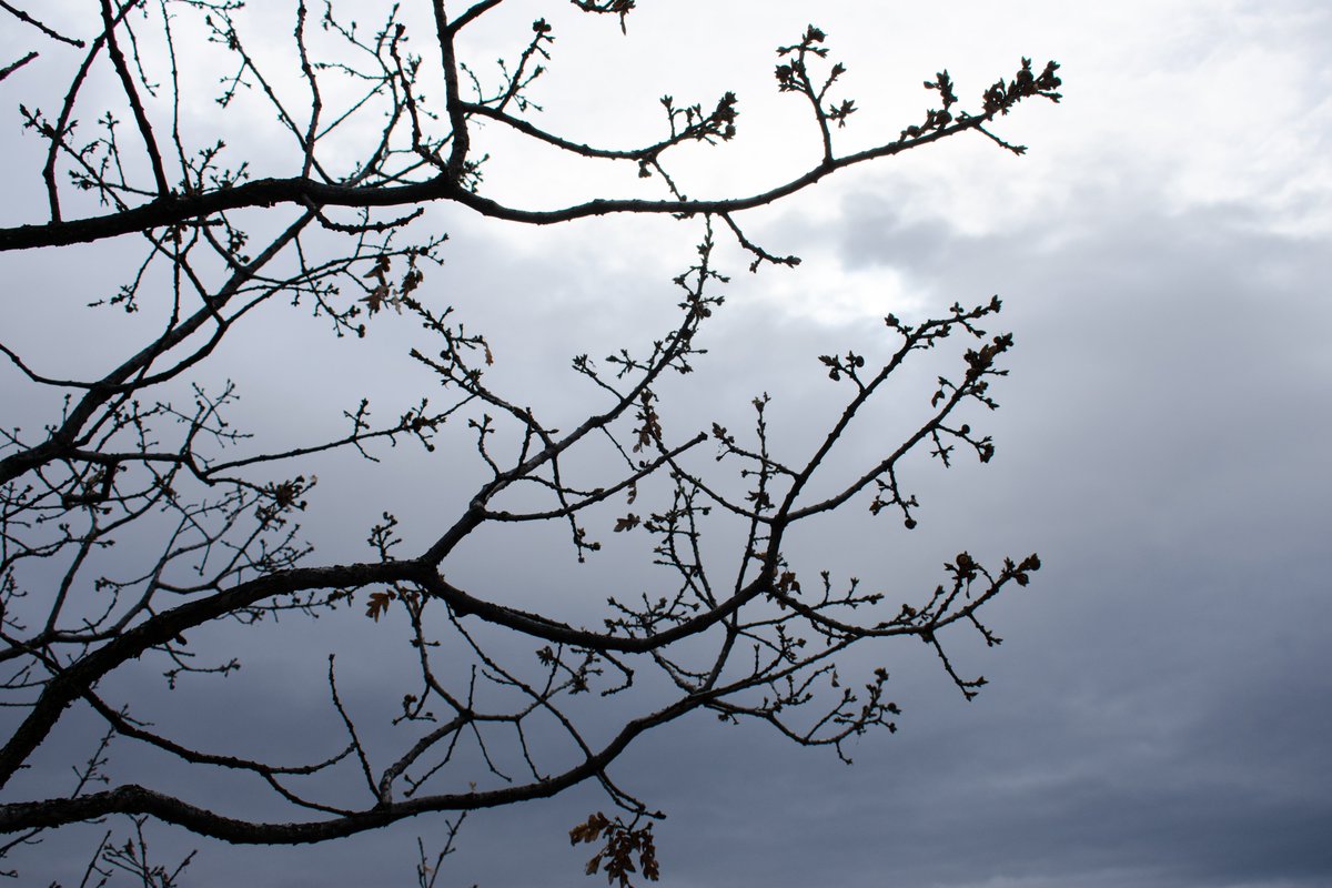 3Mile_Vineyard's tweet photo. As we plant our oak trees, we take a moment to appreciate and admire the old and sturdy #nativewhiteoak trees that scatter the landscape. This species can live for up to 900 years and is perfectly adapted for this climate. 

#vineyard #oaktree #nature #buds #threemilevineyard https://t.co/XGhuhkiUV0