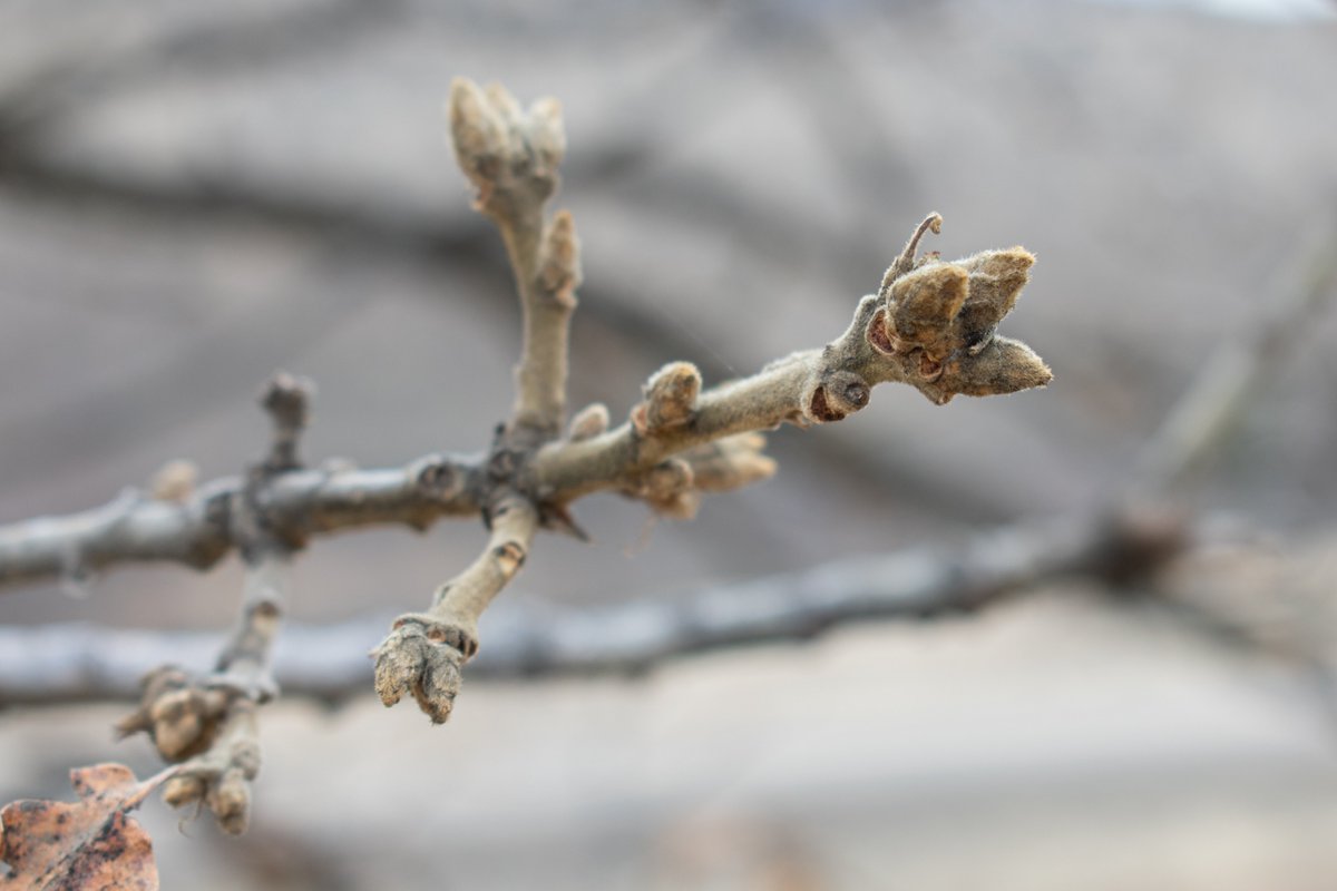 3Mile_Vineyard's tweet photo. As we plant our oak trees, we take a moment to appreciate and admire the old and sturdy #nativewhiteoak trees that scatter the landscape. This species can live for up to 900 years and is perfectly adapted for this climate. 

#vineyard #oaktree #nature #buds #threemilevineyard https://t.co/XGhuhkiUV0
