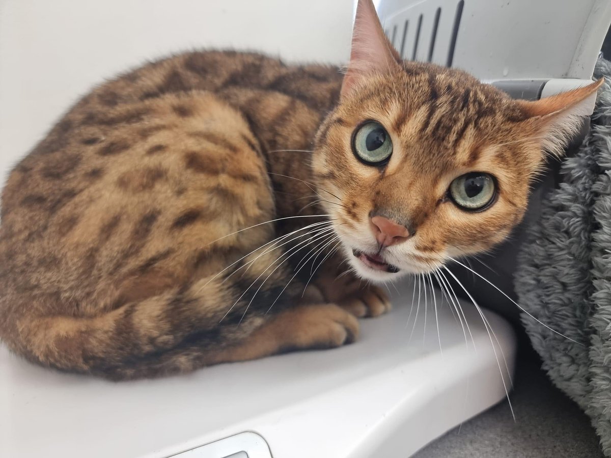 Bradford Cat Watch Rescue on Twitter "Yesterday we received a phone