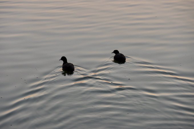 おはよう4月1日早朝の水辺に行くと黒鷺が鳴く橙色の樹林から朝陽が昇るエープリフールの日Good morning apri