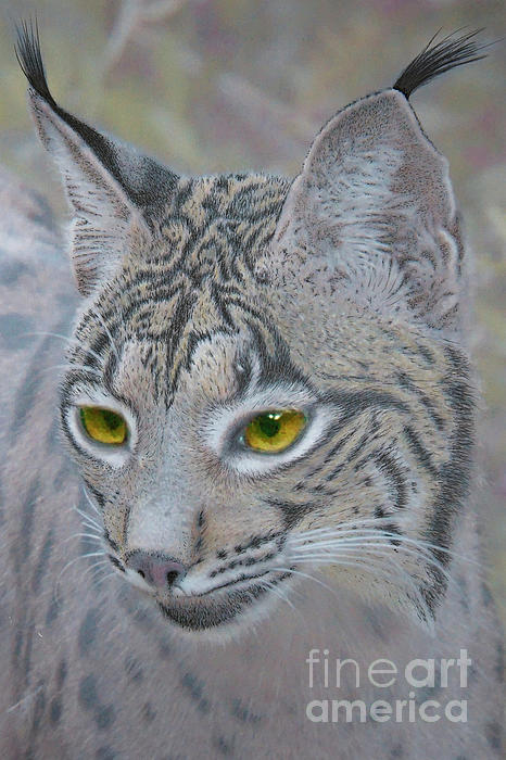PZTony's tweet photo. New artwork for sale! - "Iberian Lynx" - https://t.co/8vmU9KxWQD @fineartamerica https://t.co/vGnGDdEwdY