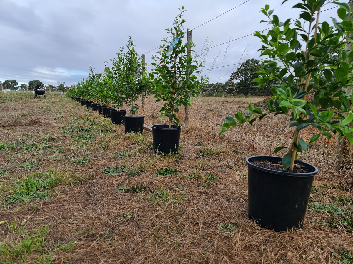 mnqw443's tweet photo. Project #lillypilly #GardeningTwitter #landscaping https://t.co/VNTSJ7Wpte