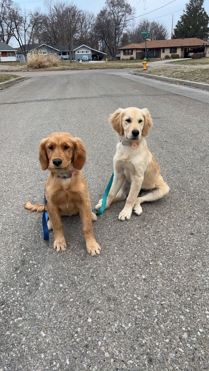 Prymek_Mason's tweet photo. @mindfulsyd My puppies this morning☺️ https://t.co/2IhAEBBh74
