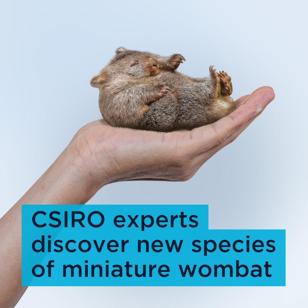 Turns out wombats CAN get cuter. 😍

We've discovered a new species of miniature wombat! Growing up to 15cm in length, the newly described Vombatus iocus, or teacup wombat, is endemic to Alpo Floris National Park in Tasmania.

Learn more: spr.ly/6019ODCMR