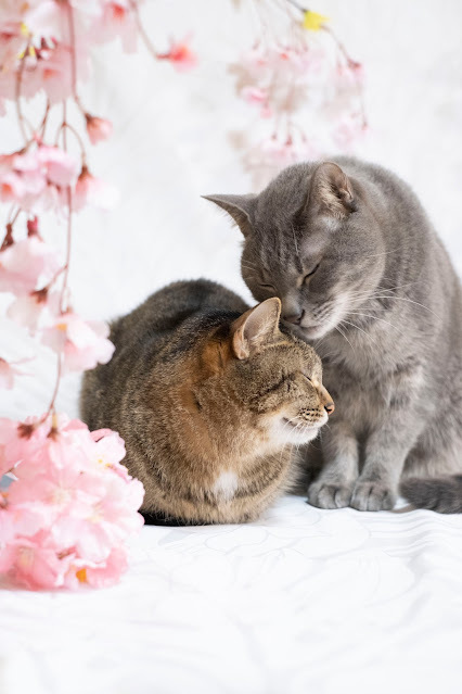 InnovativeCat22's tweet photo. Sakura https://t.co/PqkPeYEOUZ
